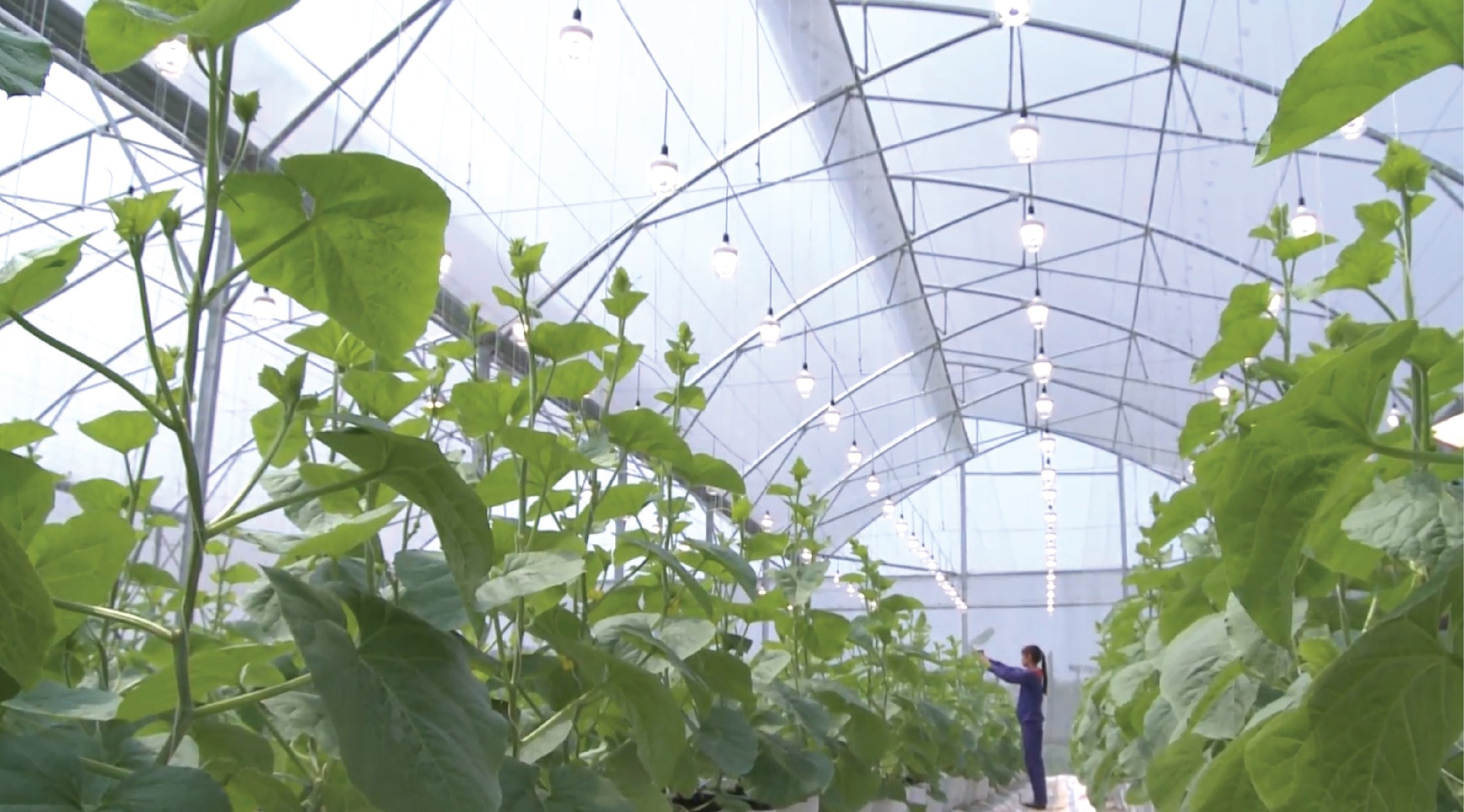 smart-farm-rang-dong-nguoi-ban-4.0-cua-nha-nong-2